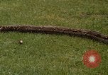 Immagine di Boa constrictor snake Panama, 1969, secondo 25 filmato di repertorio 65675054596