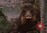 Immagine di I pecari Panama, 1969, secondo 3 filmato di repertorio 65675054597