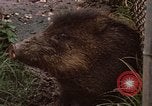 Immagine di I pecari Panama, 1969, secondo 8 filmato di repertorio 65675054597