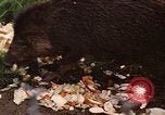 Immagine di I pecari Panama, 1969, secondo 17 filmato di repertorio 65675054597