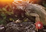 Immagine di Iguana Lizard Fort Sherman Panama, 1969, secondo 1 filmato di repertorio 65675054598