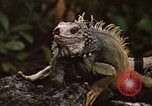 Immagine di Iguana Lizard Fort Sherman Panama, 1969, secondo 3 filmato di repertorio 65675054598