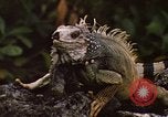 Immagine di Iguana Lizard Fort Sherman Panama, 1969, secondo 4 filmato di repertorio 65675054598