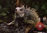 Immagine di Iguana Lizard Fort Sherman Panama, 1969, secondo 5 filmato di repertorio 65675054598