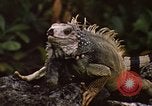 Immagine di Iguana Lizard Fort Sherman Panama, 1969, secondo 6 filmato di repertorio 65675054598