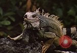 Immagine di Iguana Lizard Fort Sherman Panama, 1969, secondo 7 filmato di repertorio 65675054598