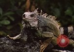 Immagine di Iguana Lizard Fort Sherman Panama, 1969, secondo 8 filmato di repertorio 65675054598