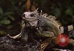 Immagine di Iguana Lizard Fort Sherman Panama, 1969, secondo 9 filmato di repertorio 65675054598
