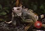 Immagine di Iguana Lizard Fort Sherman Panama, 1969, secondo 11 filmato di repertorio 65675054598