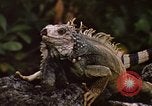 Immagine di Iguana Lizard Fort Sherman Panama, 1969, secondo 12 filmato di repertorio 65675054598