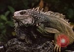 Immagine di Iguana Lizard Fort Sherman Panama, 1969, secondo 13 filmato di repertorio 65675054598