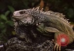 Immagine di Iguana Lizard Fort Sherman Panama, 1969, secondo 14 filmato di repertorio 65675054598