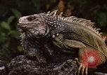 Immagine di Iguana Lizard Fort Sherman Panama, 1969, secondo 15 filmato di repertorio 65675054598