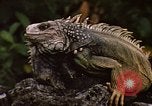 Immagine di Iguana Lizard Fort Sherman Panama, 1969, secondo 17 filmato di repertorio 65675054598