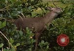 Immagine di Piccoli cervi Fort Sherman Panama, 1969, secondo 3 filmato di repertorio 65675054599