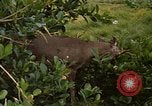 Immagine di Piccoli cervi Fort Sherman Panama, 1969, secondo 10 filmato di repertorio 65675054599