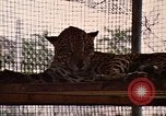 Immagine di Jaguar Fort Sherman Panama, 1969, secondo 8 filmato di repertorio 65675054600