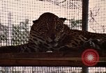 Immagine di Jaguar Fort Sherman Panama, 1969, secondo 9 filmato di repertorio 65675054600