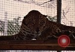 Immagine di Jaguar Fort Sherman Panama, 1969, secondo 10 filmato di repertorio 65675054600