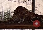 Immagine di Jaguar Fort Sherman Panama, 1969, secondo 11 filmato di repertorio 65675054600