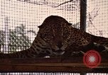 Immagine di Jaguar Fort Sherman Panama, 1969, secondo 12 filmato di repertorio 65675054600
