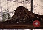 Immagine di Jaguar Fort Sherman Panama, 1969, secondo 13 filmato di repertorio 65675054600