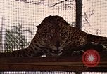 Immagine di Jaguar Fort Sherman Panama, 1969, secondo 14 filmato di repertorio 65675054600