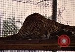 Immagine di Jaguar Fort Sherman Panama, 1969, secondo 15 filmato di repertorio 65675054600