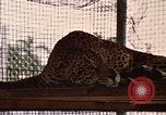 Immagine di Jaguar Fort Sherman Panama, 1969, secondo 16 filmato di repertorio 65675054600