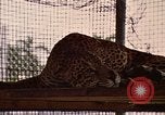 Immagine di Jaguar Fort Sherman Panama, 1969, secondo 17 filmato di repertorio 65675054600