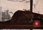 Immagine di Jaguar Fort Sherman Panama, 1969, secondo 18 filmato di repertorio 65675054600