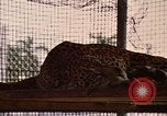 Immagine di Jaguar Fort Sherman Panama, 1969, secondo 19 filmato di repertorio 65675054600