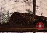 Immagine di Jaguar Fort Sherman Panama, 1969, secondo 20 filmato di repertorio 65675054600