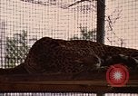 Immagine di Jaguar Fort Sherman Panama, 1969, secondo 21 filmato di repertorio 65675054600