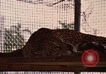 Immagine di Jaguar Fort Sherman Panama, 1969, secondo 22 filmato di repertorio 65675054600