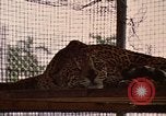 Immagine di Jaguar Fort Sherman Panama, 1969, secondo 23 filmato di repertorio 65675054600