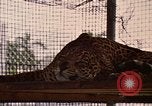 Immagine di Jaguar Fort Sherman Panama, 1969, secondo 24 filmato di repertorio 65675054600