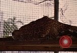 Immagine di Jaguar Fort Sherman Panama, 1969, secondo 25 filmato di repertorio 65675054600