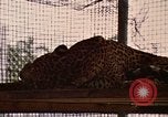 Immagine di Jaguar Fort Sherman Panama, 1969, secondo 26 filmato di repertorio 65675054600