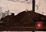 Immagine di Jaguar Fort Sherman Panama, 1969, secondo 27 filmato di repertorio 65675054600