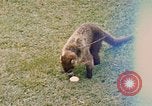 Image Coatimundi Fort Sherman Panama, 1969, de la seconde 1 séquences d'archives historiques vidéo 65675054601