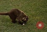 Image Coatimundi Fort Sherman Panama, 1969, de la seconde 3 séquences d'archives historiques vidéo 65675054601