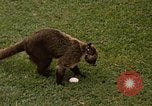 Image Coatimundi Fort Sherman Panama, 1969, de la seconde 4 séquences d'archives historiques vidéo 65675054601