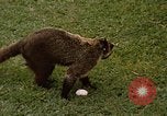 Image Coatimundi Fort Sherman Panama, 1969, de la seconde 5 séquences d'archives historiques vidéo 65675054601