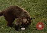 Image Coatimundi Fort Sherman Panama, 1969, de la seconde 6 séquences d'archives historiques vidéo 65675054601