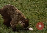 Image Coatimundi Fort Sherman Panama, 1969, de la seconde 7 séquences d'archives historiques vidéo 65675054601