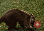 Image Coatimundi Fort Sherman Panama, 1969, de la seconde 8 séquences d'archives historiques vidéo 65675054601