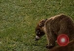 Image Coatimundi Fort Sherman Panama, 1969, de la seconde 9 séquences d'archives historiques vidéo 65675054601
