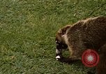 Image Coatimundi Fort Sherman Panama, 1969, de la seconde 11 séquences d'archives historiques vidéo 65675054601