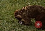 Image Coatimundi Fort Sherman Panama, 1969, de la seconde 12 séquences d'archives historiques vidéo 65675054601